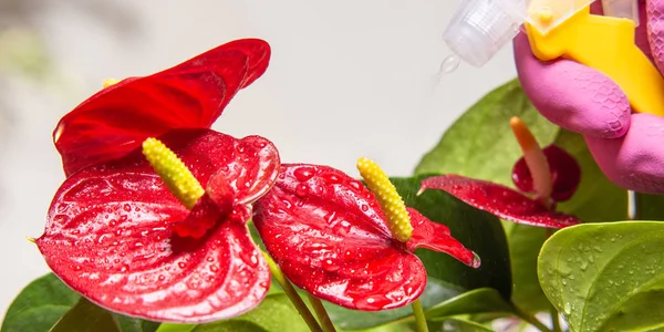 Moistening Watering Houseplants — Stock Photo, Image