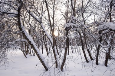 Kış manzarası. Kar ve kış ormandaki ağaçlar.