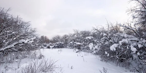 Winterlandschaft Schnee Und Bäume Winterwald — Stockfoto