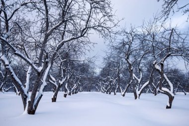 Kış manzarası. Kar ve kış ormandaki ağaçlar.