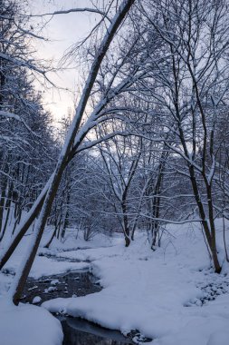 Gün batımı gün kış manzara. Kar ve alacakaranlıkta kış ormandaki ağaçlar.