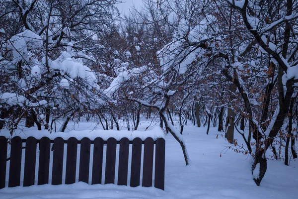 Сельский Пейзаж Зимой Заснеженными Деревьями Сумерки Зимнего Дня Волшебство Снежной — стоковое фото