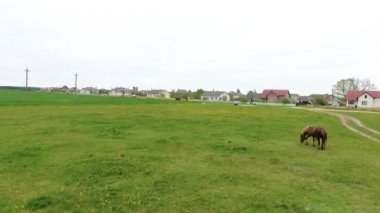 At ve çayır onun Tay otlatmak, drone video