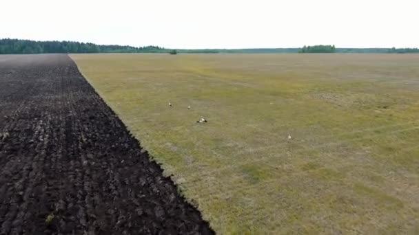 Вид с воздуха на охоту на белого аиста на лугу — стоковое видео