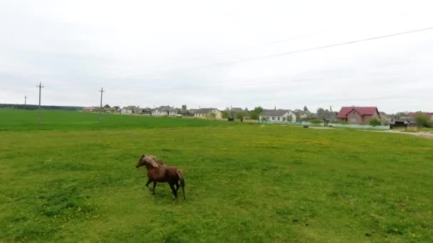 牧草地で馬と彼女の子馬の放牧、ドローンビデオ — ストック動画