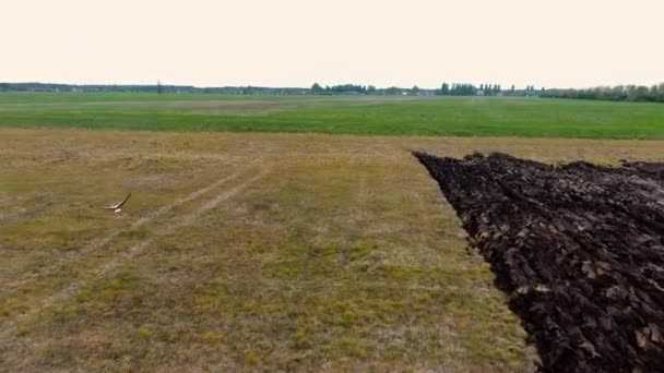 Vista aérea sobre a caça de cegonhas brancas no prado — Vídeo de Stock