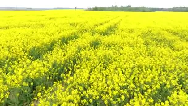 真ん中の黄色い菜種と緑の小麦畑と道路の空中写真 — ストック動画