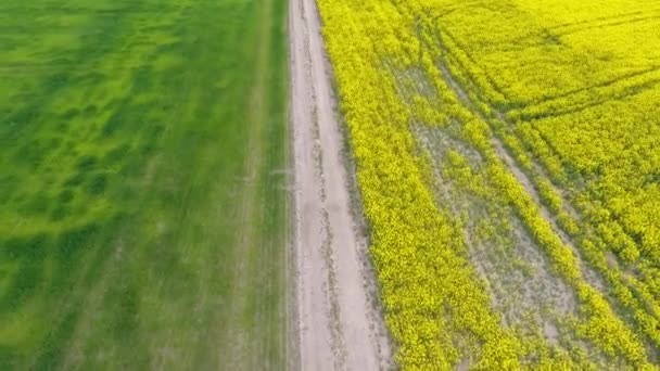Vista aérea de colza amarilla y campos de trigo verde y carretera en el medio — Vídeo de stock