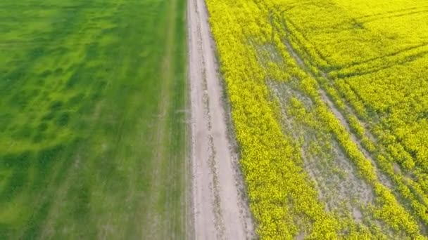 Luchtfoto van geel koolzaad en groene tarwevelden en de weg in het midden — Stockvideo