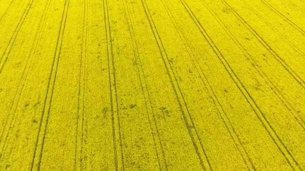 Vista aérea de colza amarilla y campos de trigo verde y carretera en el medio — Vídeo de stock