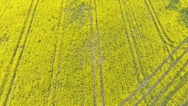 Vista aérea de colza amarilla y campos de trigo verde y carretera en el medio — Vídeos de Stock