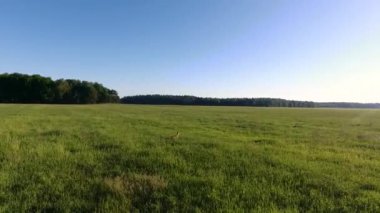 Güzel bir karaca tarlanın diğer tarafına koşar. Drone ile görüntüle