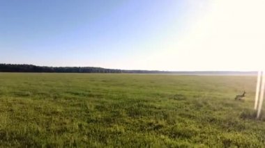 Güzel bir karaca tarlanın diğer tarafına koşar. Drone ile görüntüle