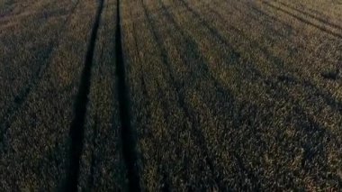 sahada güzel gün doğumu. Drone ile görüntüle