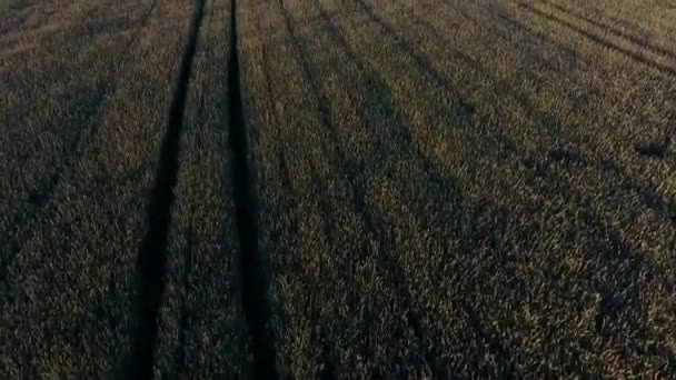 Schöner Sonnenaufgang auf dem Feld. Blick per Drohne — Stockvideo