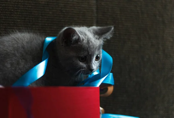 Um pequeno gatinho cinza bonito em uma caixa de presente vermelha e fitas azuis. Em um fundo escuro, horizontalmente com espaço — Fotografia de Stock