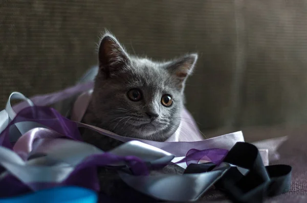 A gray kitten, sitting in a pile of colorful packaging tapes. on dark background. focus on the kitten
