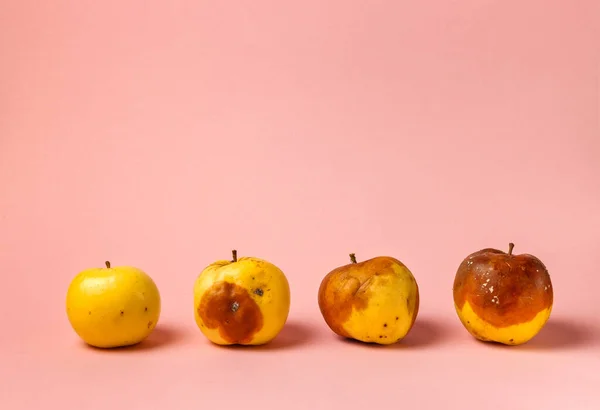 four apples with varying degrees of rot on a pink background, close - up with space. Ugly apples
