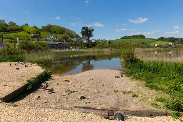 Slapton Ley 오리와 Slapton Torcross — 스톡 사진