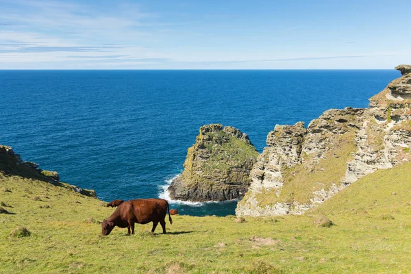 Vista Del Sendero Costa Suroeste Entre Boscastle Tintagel Con Vacas — Foto de Stock