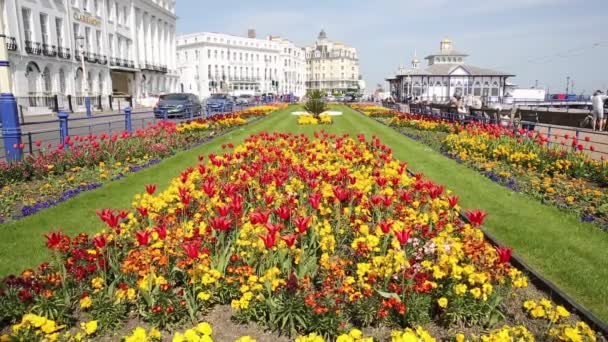 Piękne Kwiaty Słońce Wiosna Korzystają Przez Osoby Które Odwiedziły Miasto — Wideo stockowe