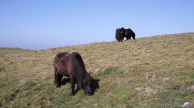 Perranporth ve Holywell Körfezi arasındaki Kuzey Cornwall sahilindeki vahşi midilliler