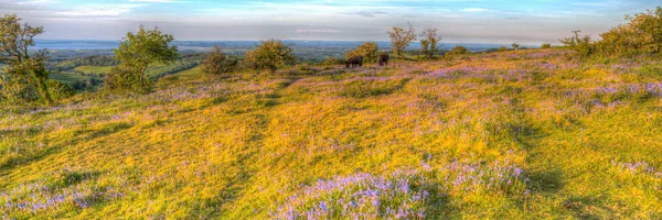 Quantock Hills Somerset England Med Bluebells Och Wild Ponnyer Sommarkväll — Stockfoto