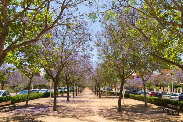 Belas Árvores Flores Sol Verão Atraíram Visitantes Para Xabia Espanha — Fotografia de Stock