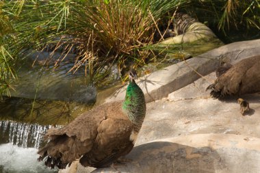 Bir şelale Reina Sofia Park Guardamar del Segura Costa Blanca Ispanya turistik tarafından Peacock