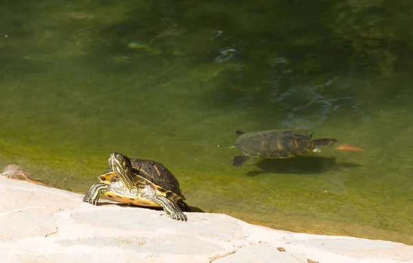 Terrapin Και Λίμνη Reina Sofia Park Γκουνταμάρ Ντελ Σεγόκα Κόστα — Φωτογραφία Αρχείου