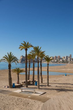 İspanya sahilindeki Benidorm palmiyeleri Costa Blanca 