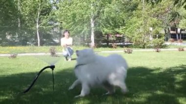 Beyaz bir köpek bir hortum dan su akışı ile oynuyor. Esmer kız köpeğini bir şehir parkı ile yürüyor.