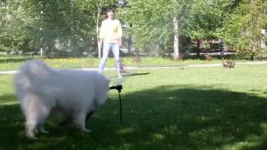 Beyaz bir köpek bir hortum dan su akışı ile oynuyor. Esmer kız köpeğini bir şehir parkı ile yürüyor.