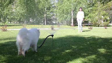 Beyaz bir köpek bir hortum dan su akışı ile oynuyor. Esmer kız köpeğini bir şehir parkı ile yürüyor.