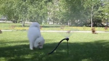 Beyaz bir köpek bir hortum dan su akışı ile oynuyor. Esmer kız köpeğini bir şehir parkı ile yürüyor.