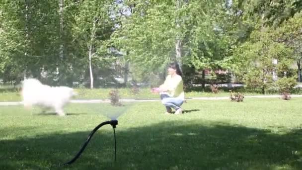 Perro Blanco Juega Con Chorro Agua Una Manguera Una Chica — Vídeos de Stock