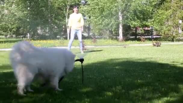 Perro Blanco Juega Con Chorro Agua Una Manguera Una Chica — Vídeos de Stock