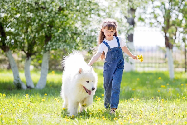 A beautiful 5 year old girl in jeans hugs her favorite dog during a summer walk. Little girl with a big white dog in the park.