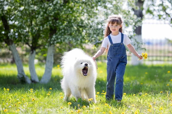 Happy cute female baby and dog is sitting in garden. Child is playing with  English Bull Terrier white dog outside in park. A little girl and his dog  Stock Photo - Alamy