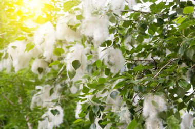 Kabarık ağaç tohumları kavak. Üreme ağaçlar.