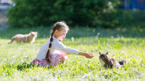 A small child feeds bread of homeless abandoned cats on the street. The girl feeds the stray cat.