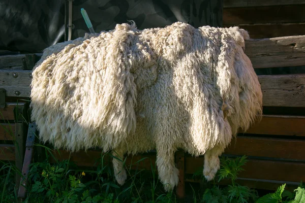 绵羊的皮肤在篱笆上干 修剪后的房子周围的羊皮 — 图库照片