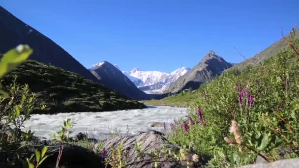 山川と山々 の素晴らしい風景 アルタイ ロシアの高い雪山の背景高速川 — ストック動画