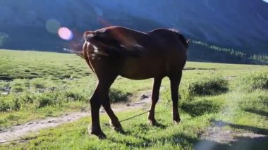 Kahverengi bir at Dağları arka planda. At grazes ve çim sahada yiyor.