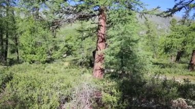 Uzak tehlike ormanda bir adam çalışır. Turizm uzak vahşi hayvanlar orman yolu boyunca çalışır.
