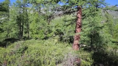 Uzak tehlike ormanda bir adam çalışır. Turizm uzak vahşi hayvanlar orman yolu boyunca çalışır.