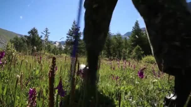 Turista Está Caminhando Longo Uma Bela Grama Com Flores Homem — Vídeo de Stock