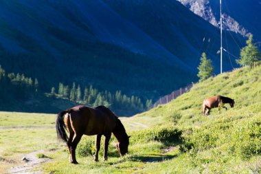 At grazes ve çim sahada yiyor. Dağlar arka planda bir kahverengi at.