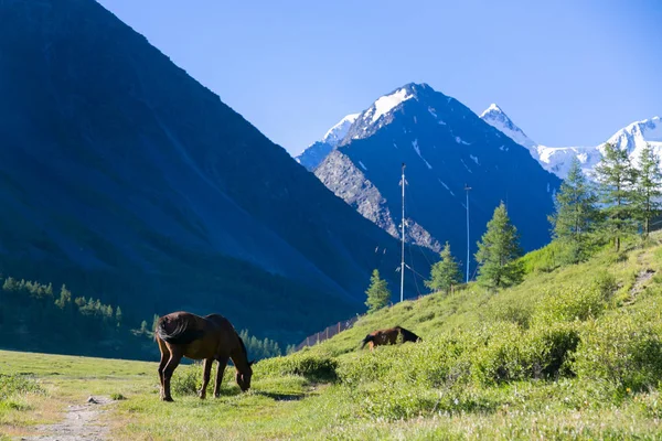 马擦伤 在田野上吃草 山下的褐色马 — 图库照片
