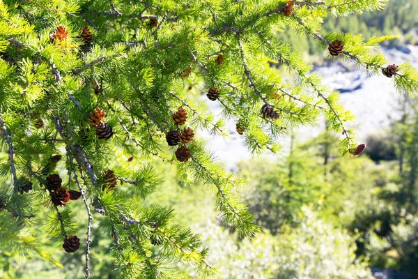 Młode Soczyste Pędy Nasion Drzewa Cedrowego Szyszki Młodzi Czerwonego Cedru — Zdjęcie stockowe